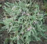 Astragalus sareptanus