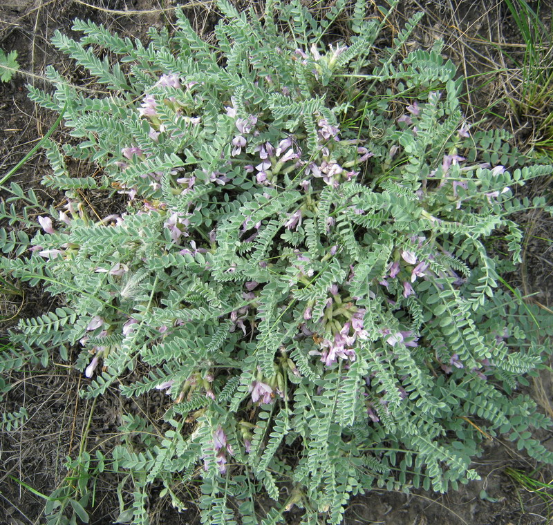 Image of Astragalus sareptanus specimen.