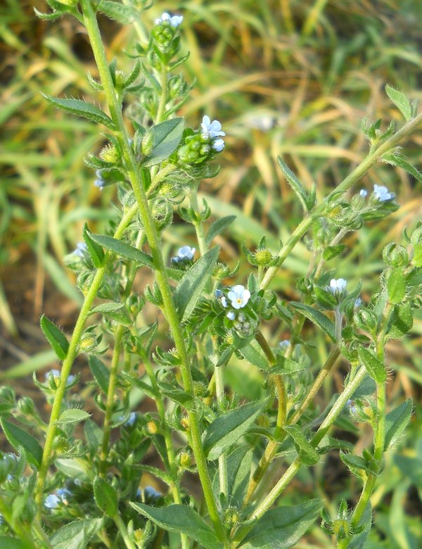 Image of Lappula squarrosa specimen.