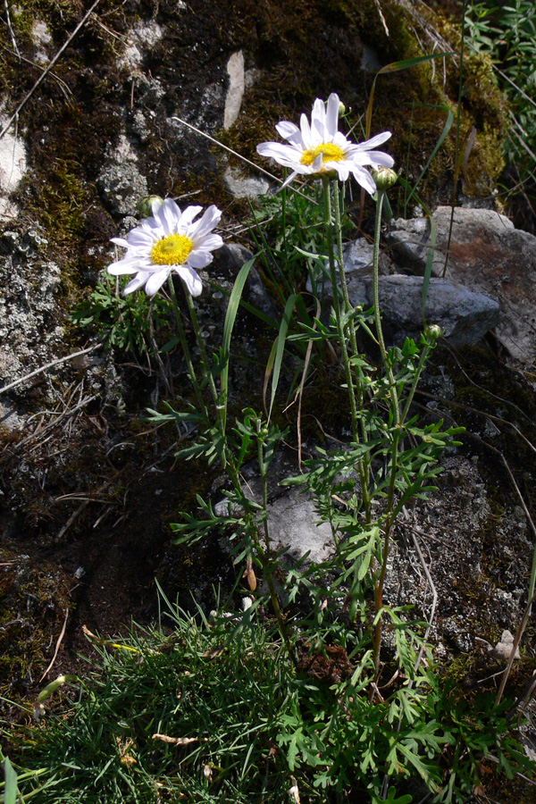 Image of Chrysanthemum zawadskii specimen.