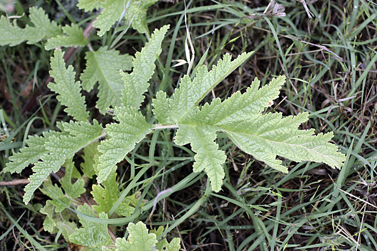 Image of Phlomoides kaufmanniana specimen.