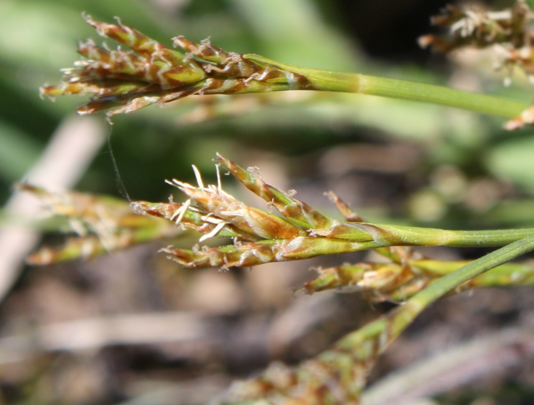 Изображение особи Carex ornithopoda.