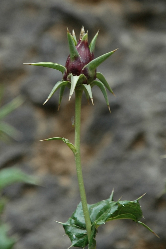 Image of Cousinia knorringiae specimen.