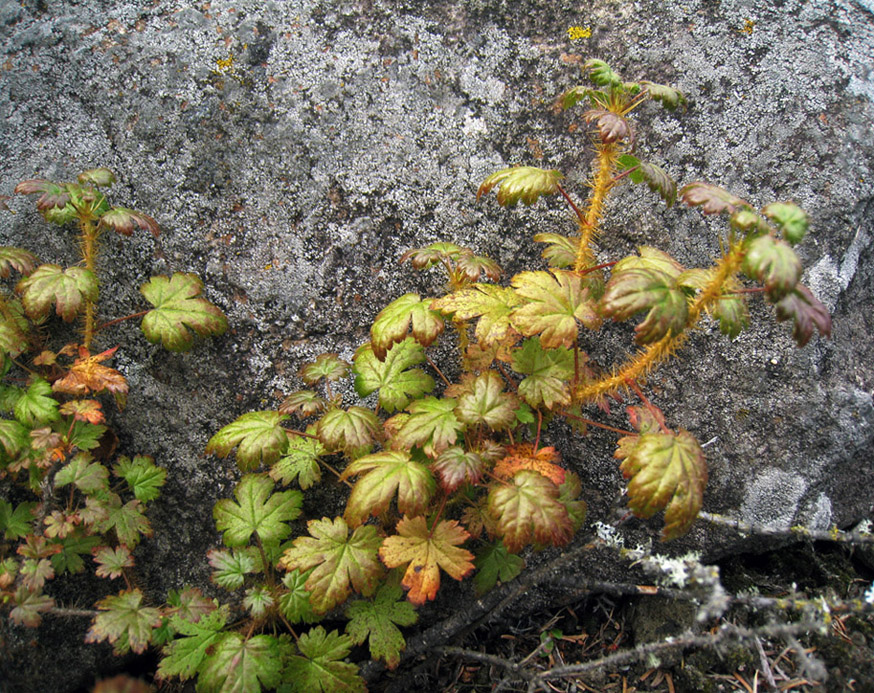 Image of Ribes horridum specimen.