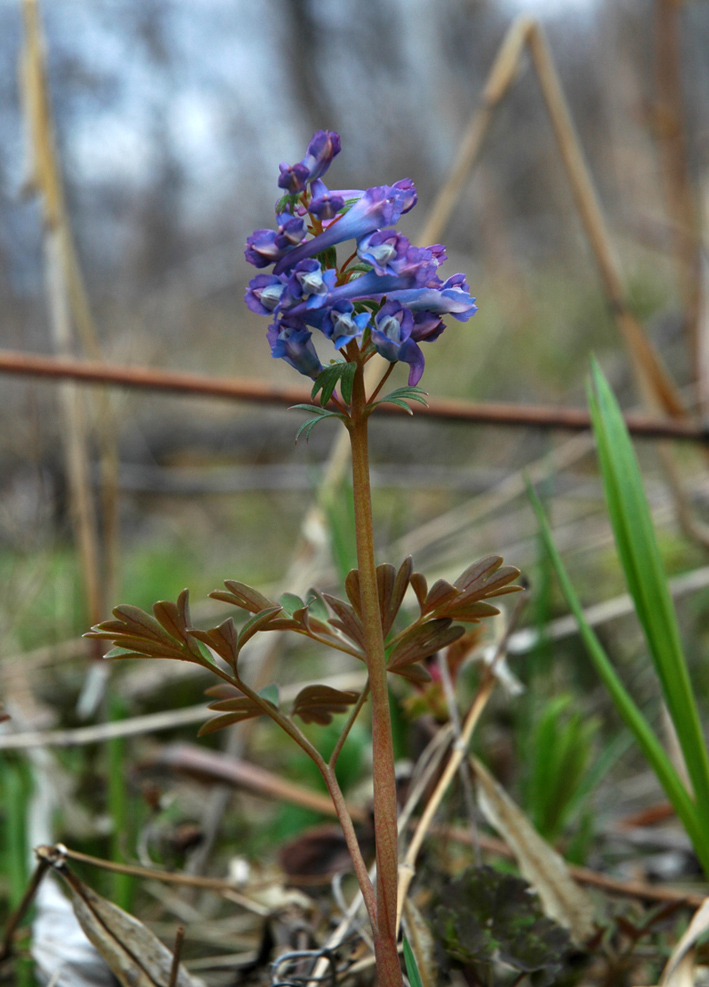 Image of genus Corydalis specimen.