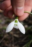 Galanthus graecus