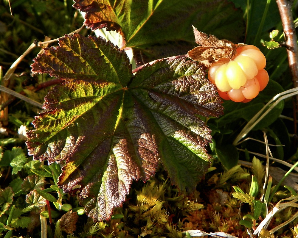 Image of Rubus chamaemorus specimen.