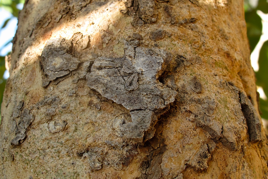 Image of Cassia fistula specimen.