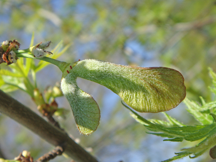 Image of Acer saccharinum specimen.