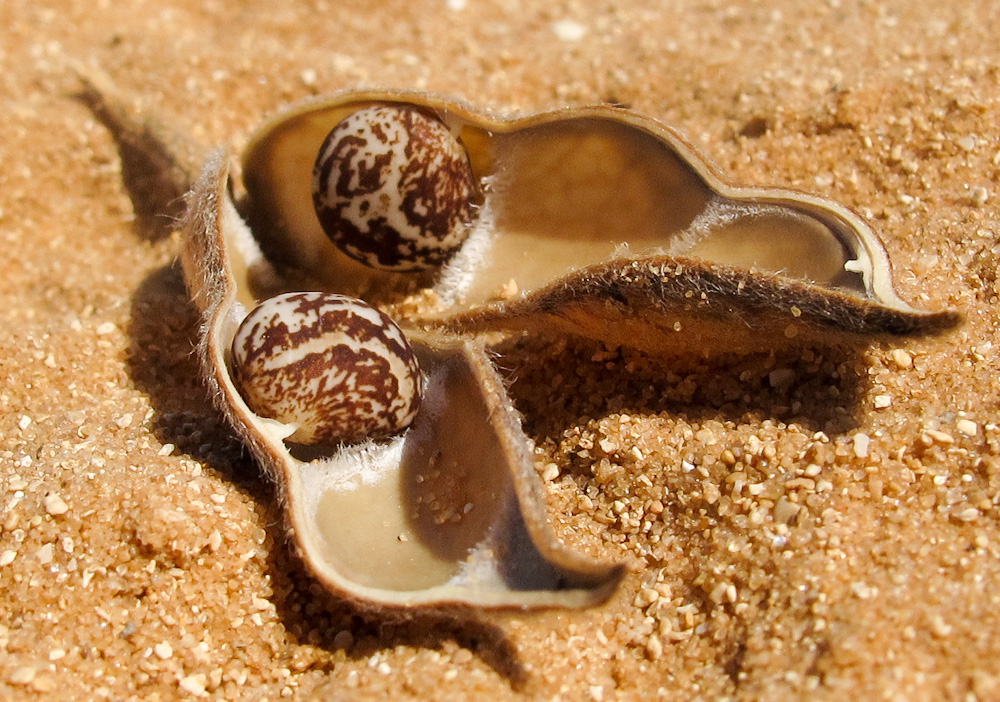 Image of Lupinus luteus specimen.