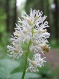 Actaea spicata. Соцветие. Хвойный лес, Ленинградская область (гатчинская \"чудо-поляна\"), 6 июня 2008 года.