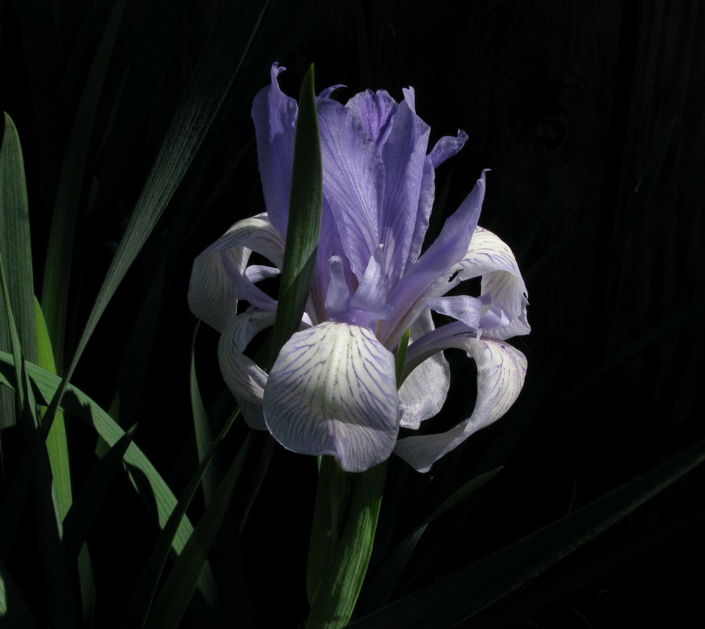 Image of Iris biglumis specimen.