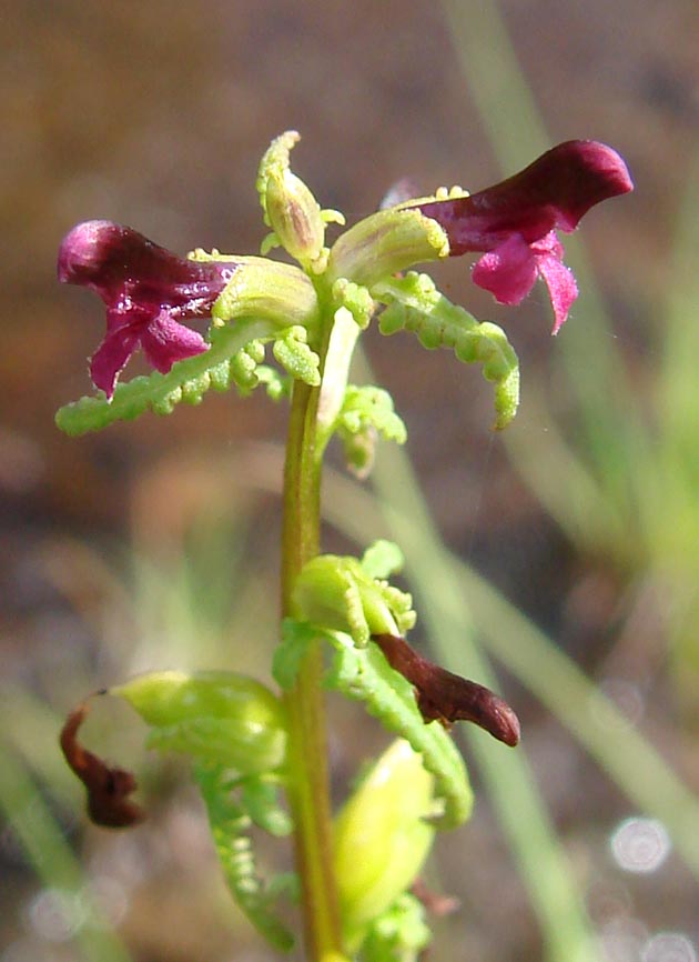 Изображение особи Pedicularis wlassoviana.