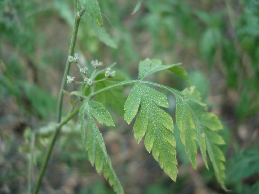 Изображение особи Torilis japonica.