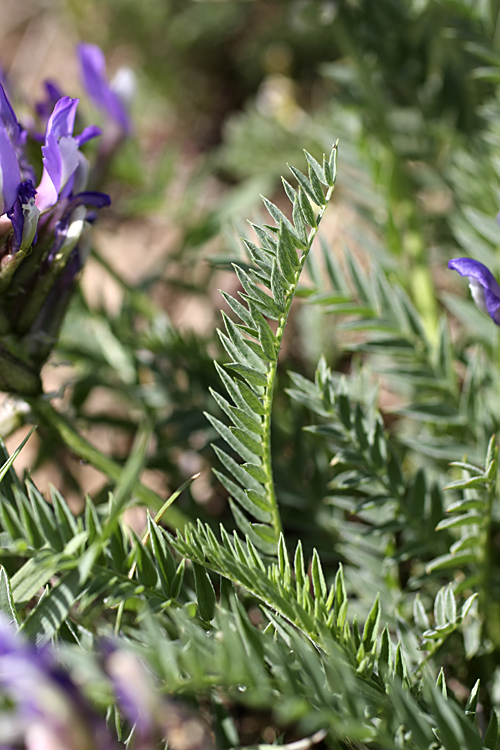 Image of Astragalus skorniakowii specimen.