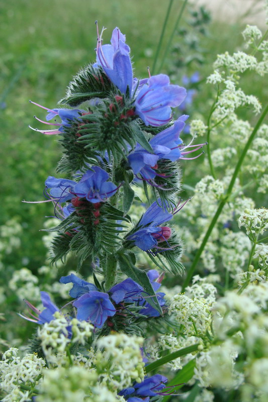 Изображение особи Echium vulgare.