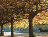 Platanus × acerifolia. Кроны старых деревьев осенью (вид снизу). Германия, г. Krefeld, ботанический сад. 21.10.2012.