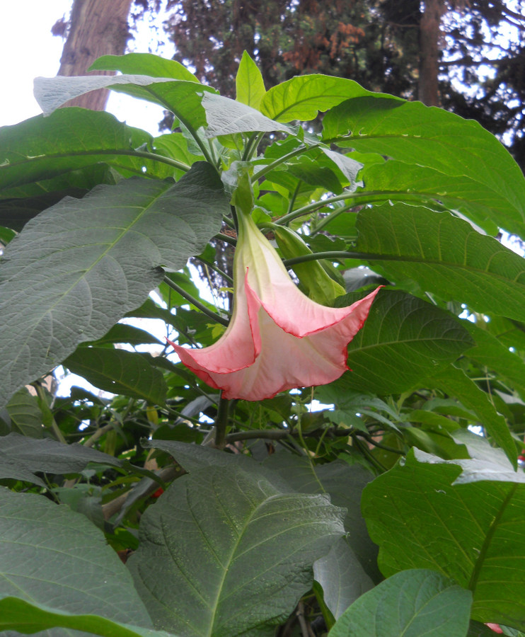 Image of Brugmansia suaveolens specimen.