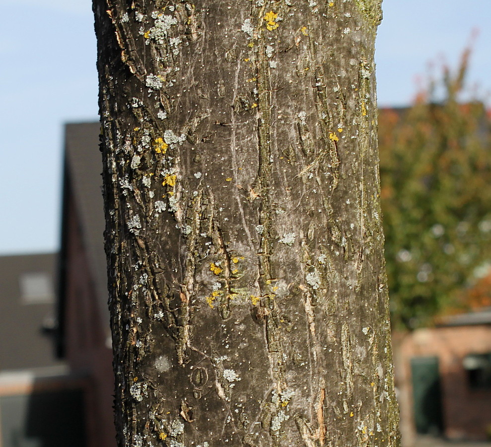 Image of Fraxinus oxycarpa specimen.