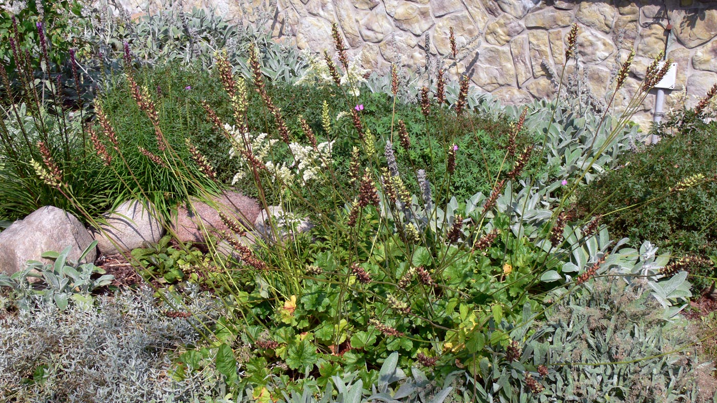 Image of Heuchera cylindrica specimen.