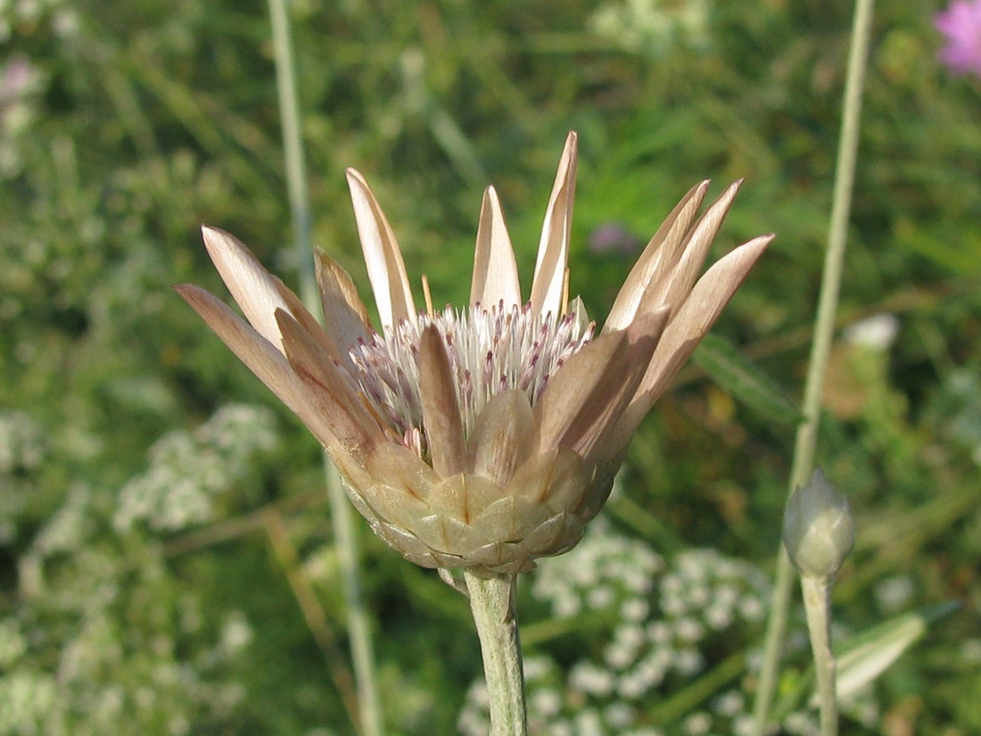 Изображение особи Xeranthemum annuum.