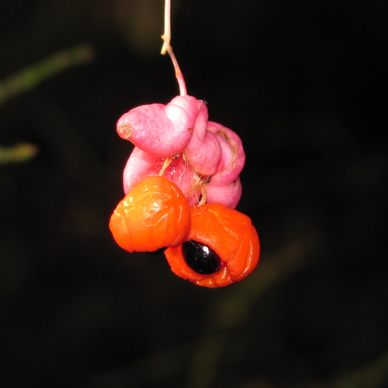 Изображение особи Euonymus verrucosus.