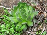 Sempervivum ruthenicum. Вегетирующее растение. Украина, Запорожье, о-в Хортица, скалистый склон. 14.04.2012.