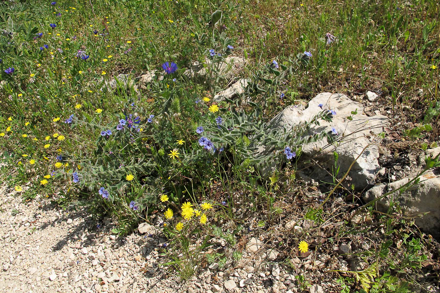 Image of Alkanna strigosa specimen.