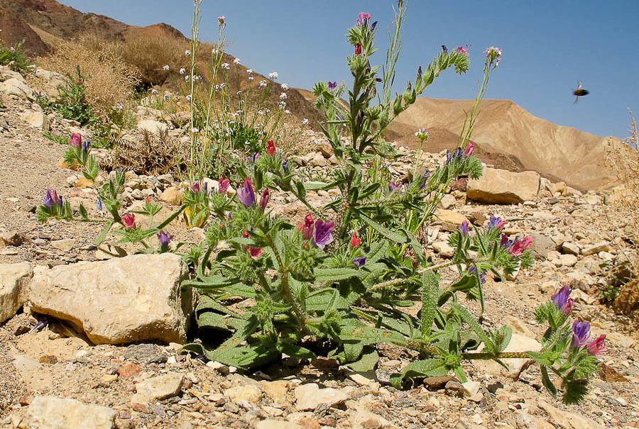 Image of Echium rauwolfii specimen.