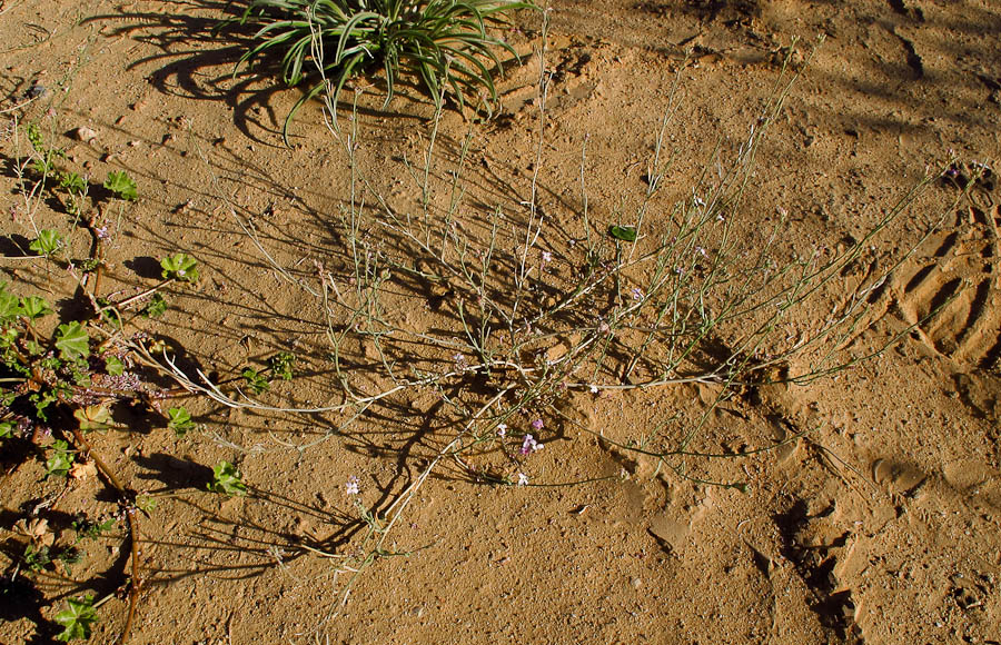 Image of Eremobium aegyptiacum specimen.