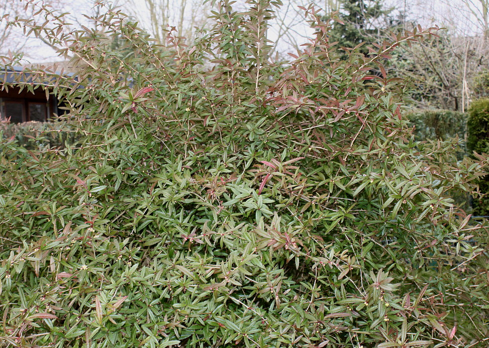 Image of Berberis soulieana specimen.