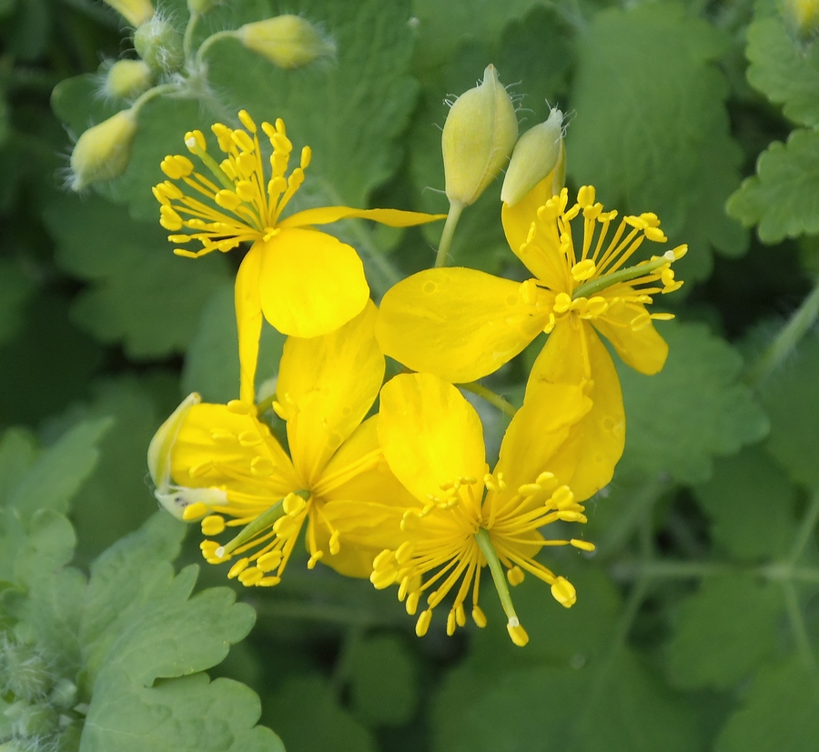 Image of Chelidonium majus specimen.