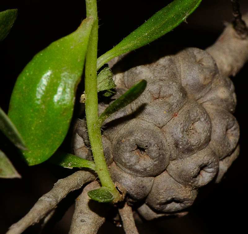 Image of Melaleuca nesophila specimen.