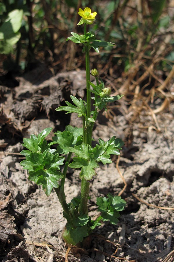 Изображение особи Ranunculus muricatus.