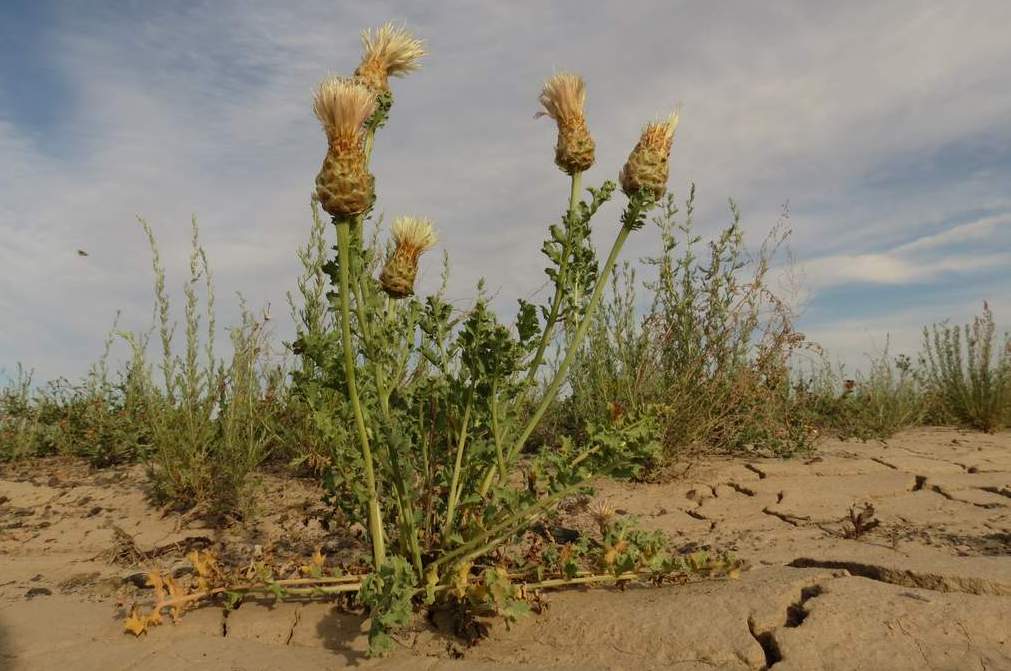 Изображение особи Stemmacantha nitida.