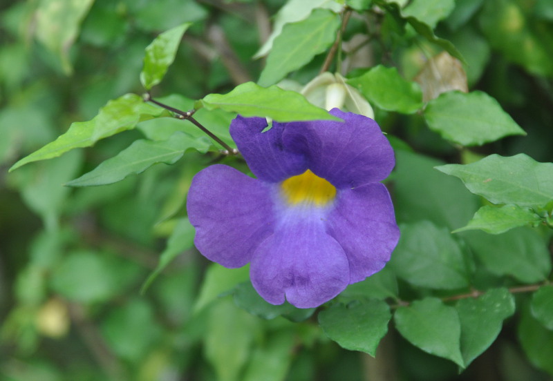 Image of Thunbergia erecta specimen.