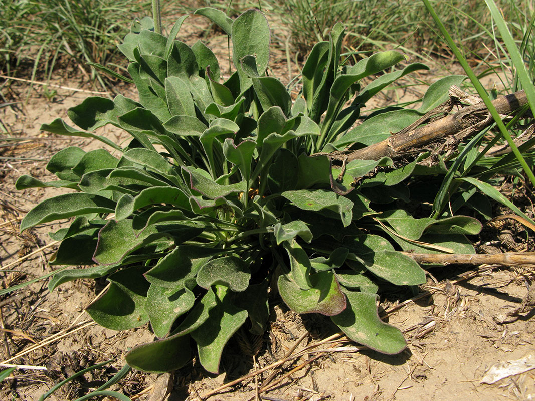 Image of Silene wolgensis specimen.