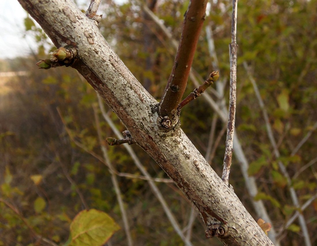 Image of Euonymus europaeus specimen.