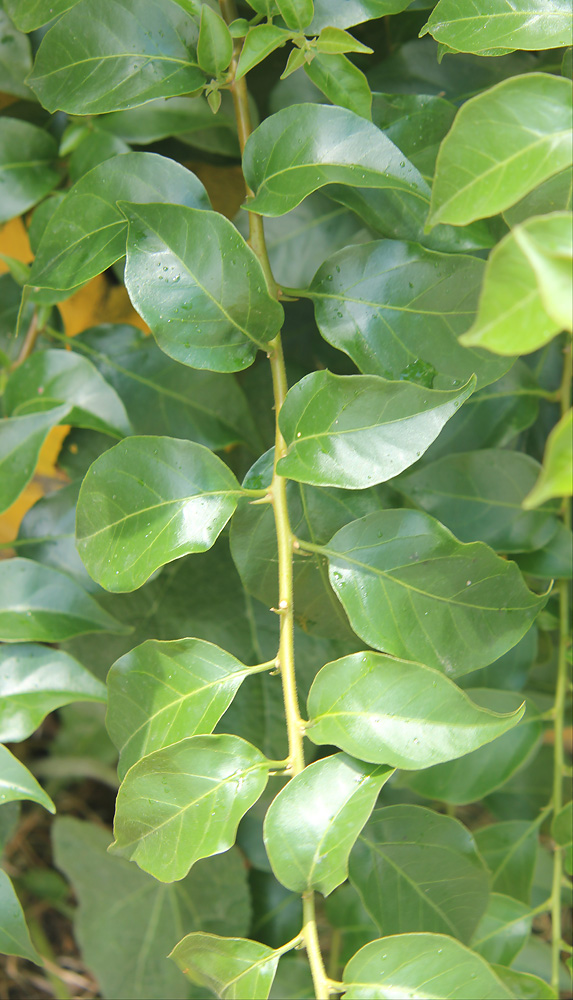 Image of Bougainvillea spectabilis specimen.