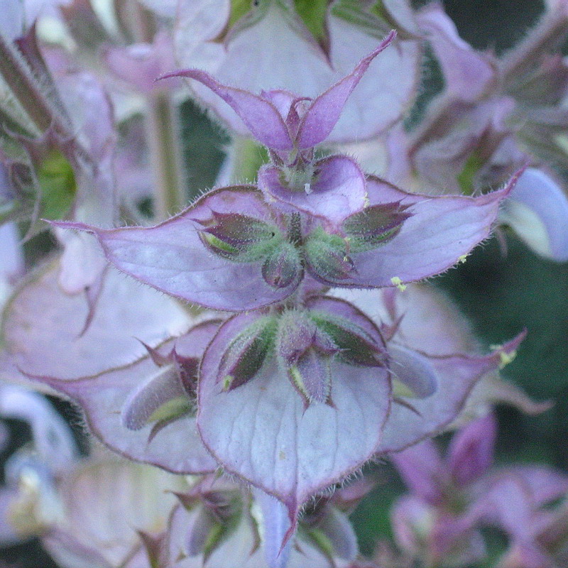 Image of Salvia sclarea specimen.