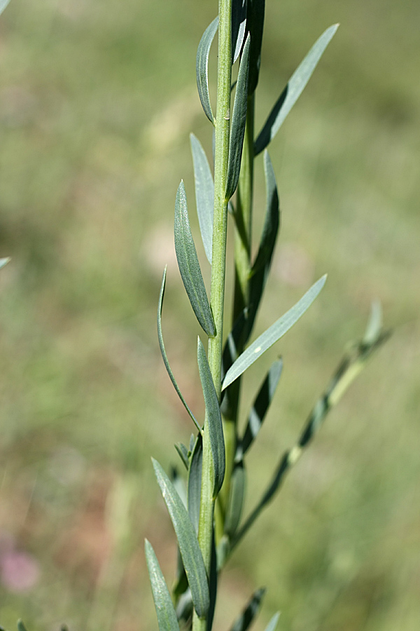 Image of Linum macrorhizum specimen.