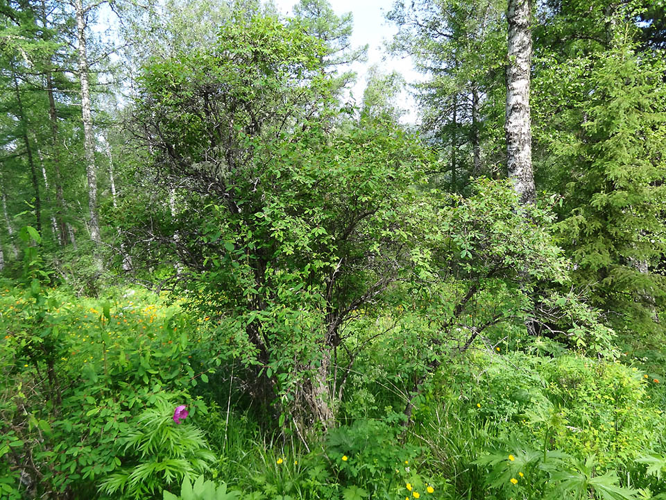 Image of genus Lonicera specimen.