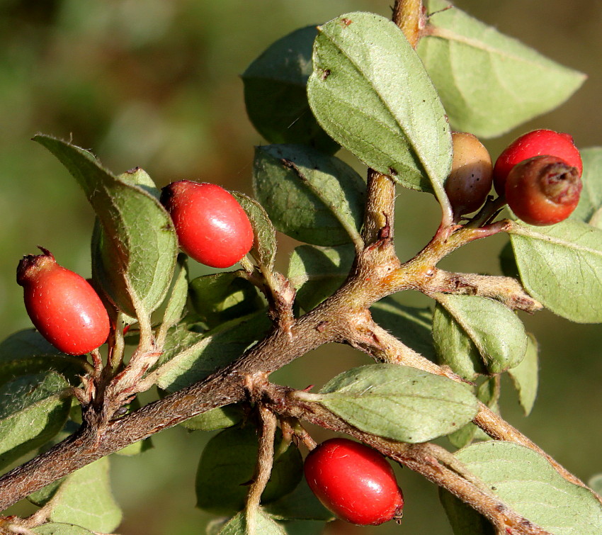 Изображение особи род Cotoneaster.