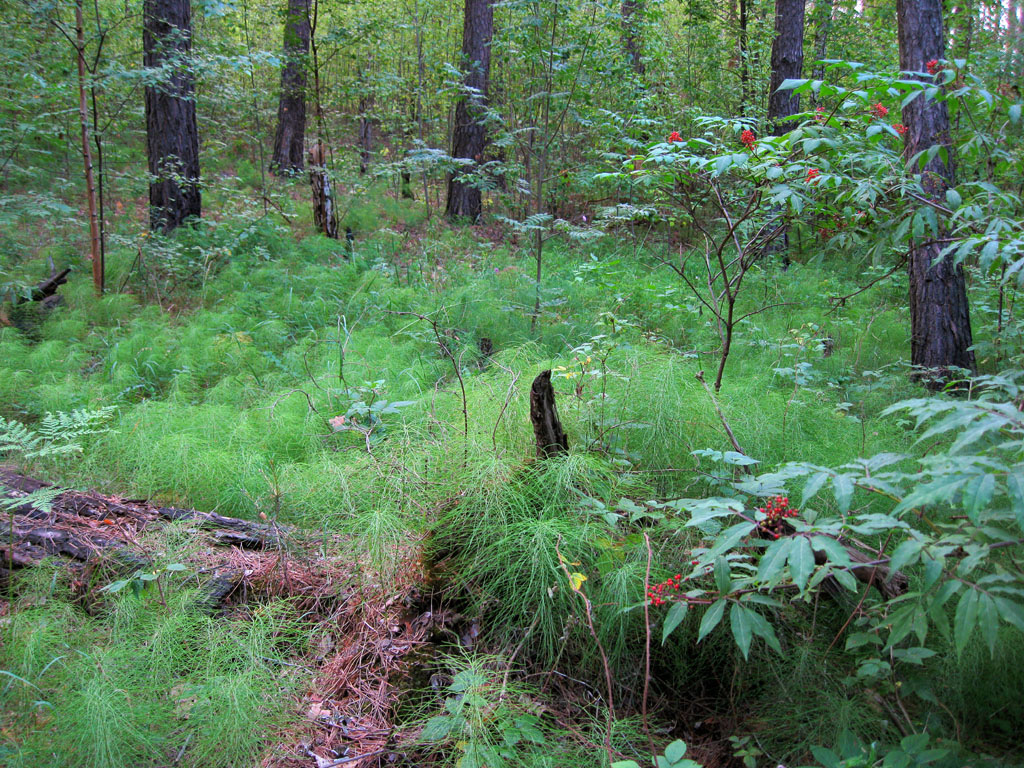 Image of Equisetum pratense specimen.