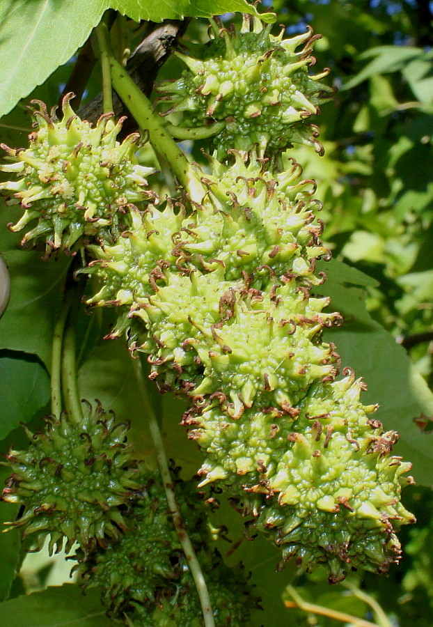 Изображение особи Liquidambar styraciflua.