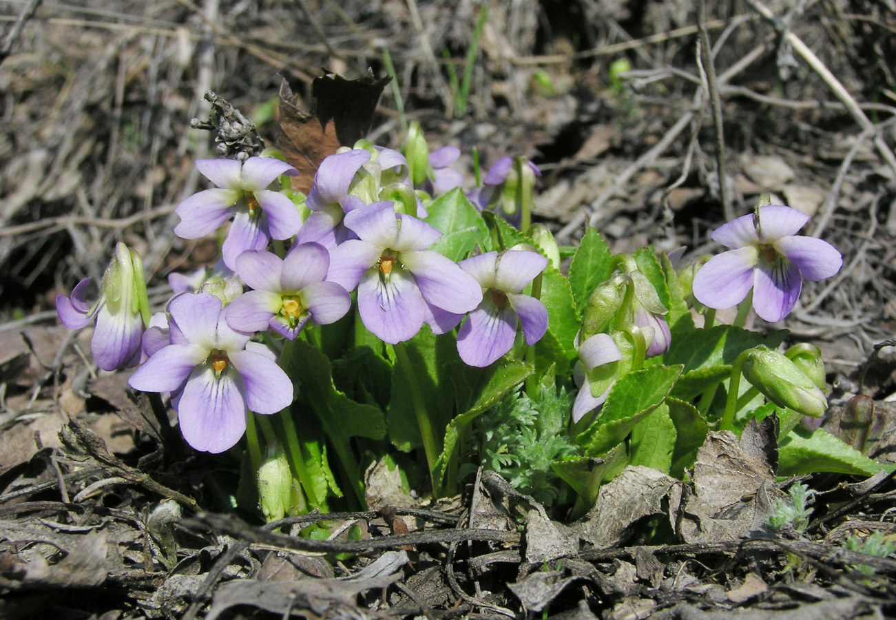 Изображение особи Viola hirta.