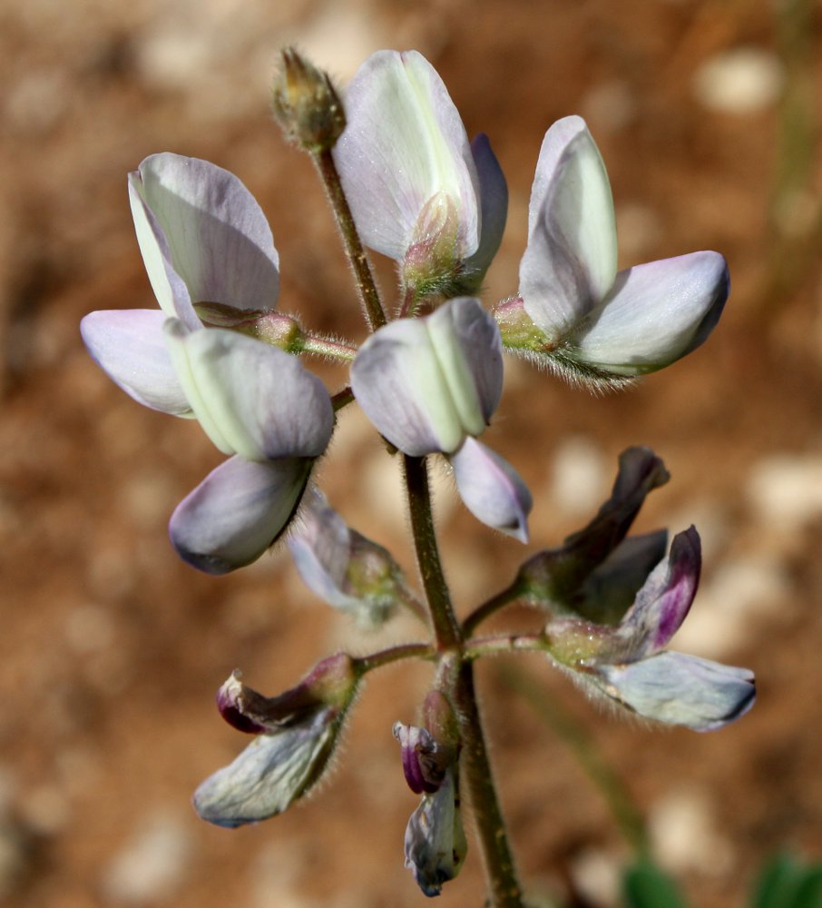 Изображение особи Lupinus palaestinus.