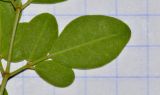 Moringa oleifera