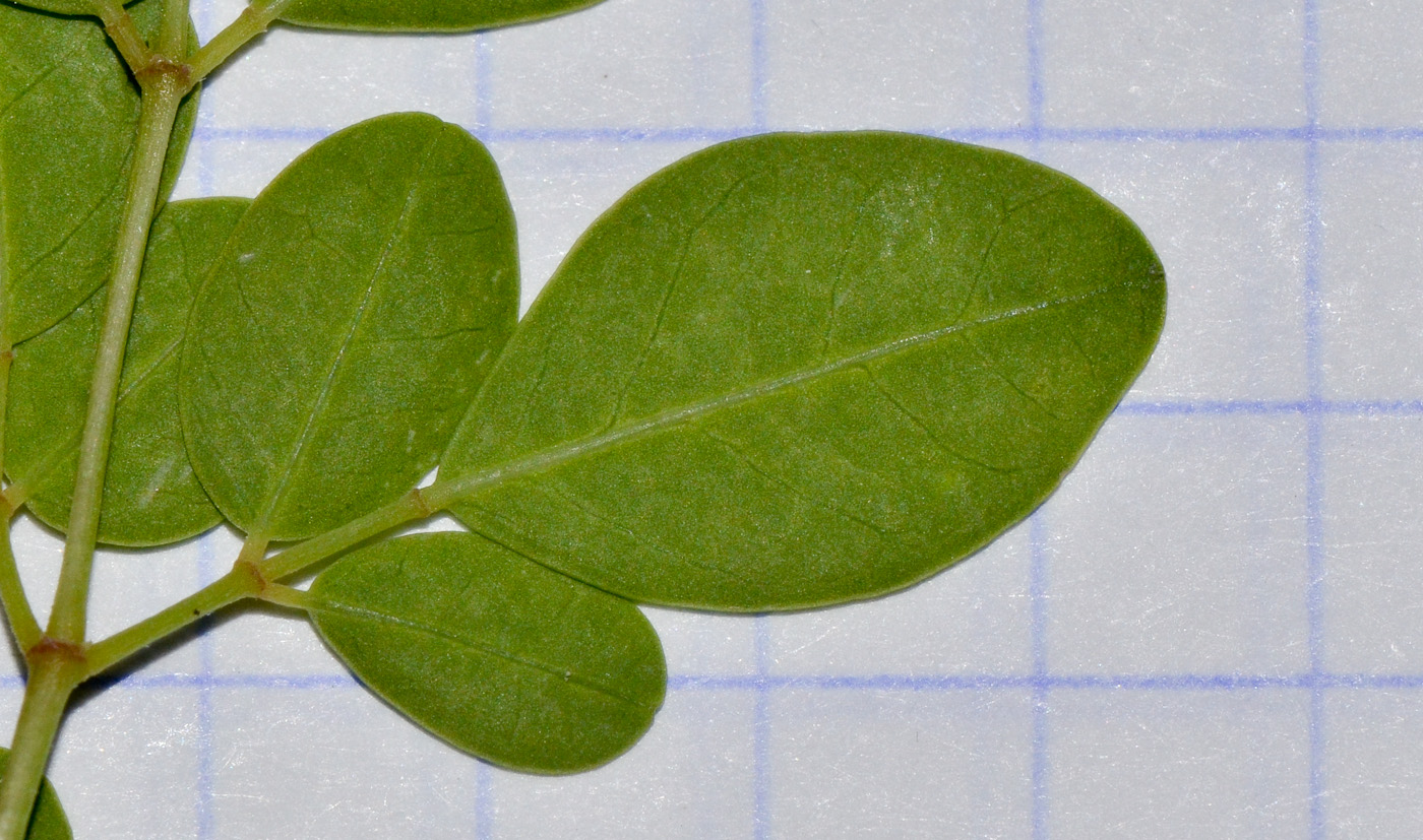 Image of Moringa oleifera specimen.