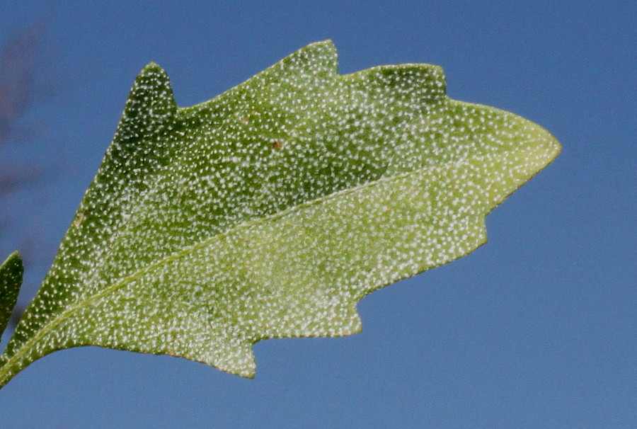 Image of Baccharis halimifolia specimen.